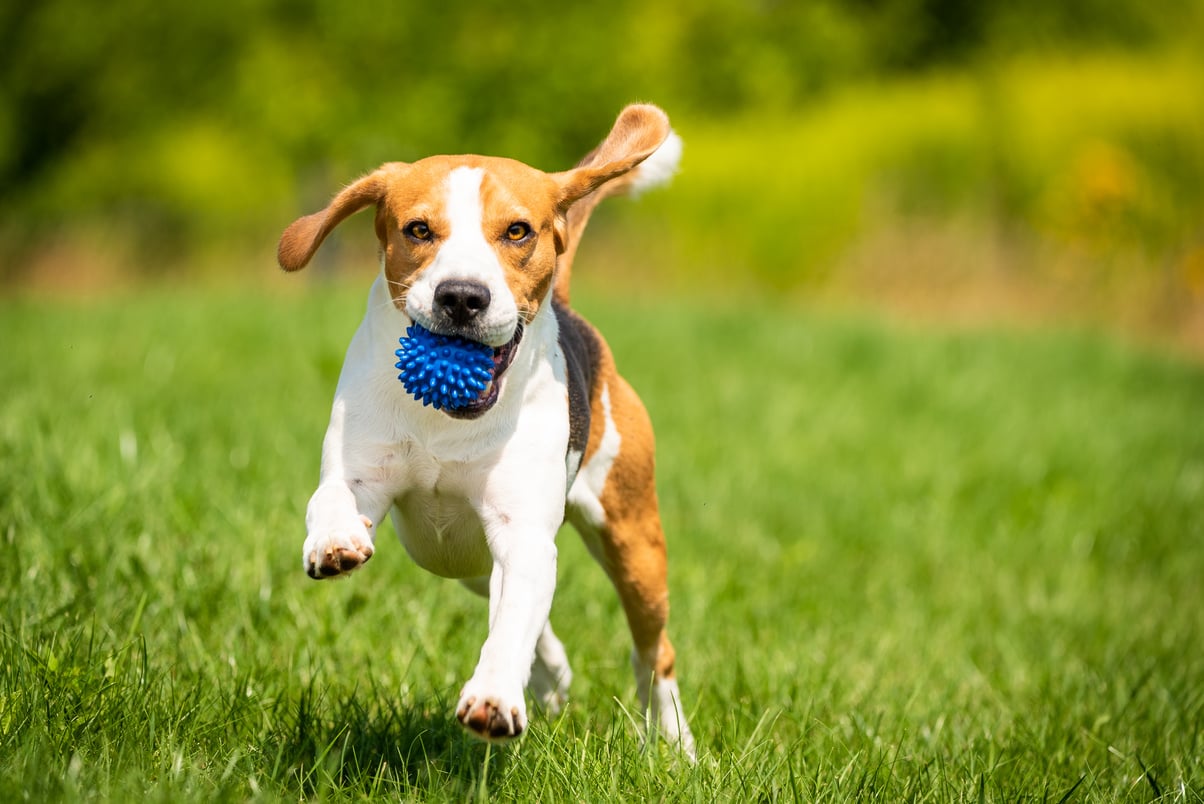 Beagle Dog Runs through Green Meadow