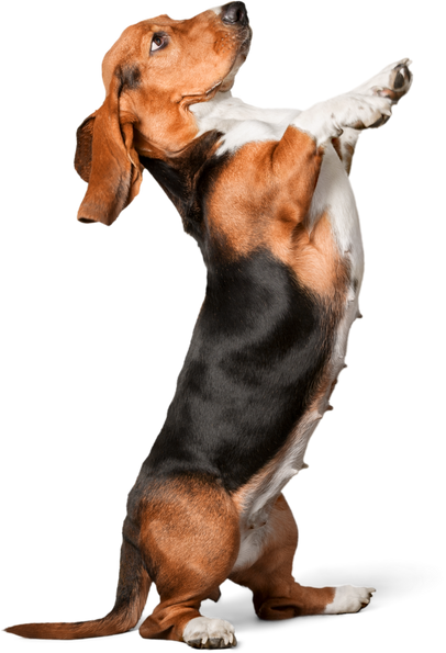 Basset Hound Standing 