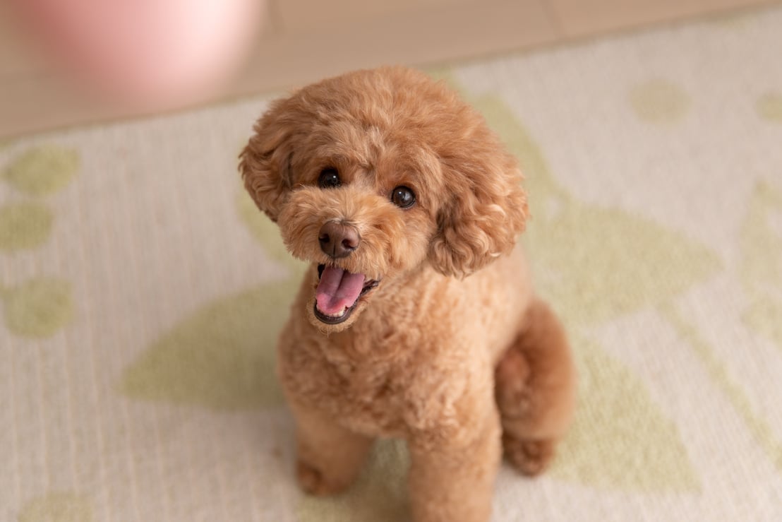 Toy poodle waiting